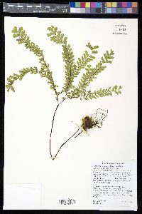 Adiantum aleuticum image
