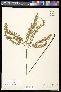 Adiantum aleuticum image
