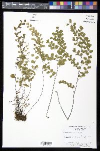Adiantum capillus-veneris image