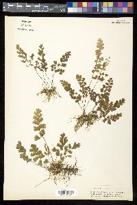 Adiantum capillus-veneris image