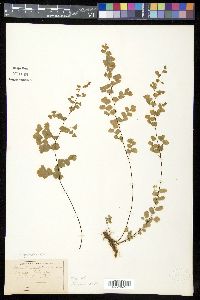 Adiantum capillus-veneris image