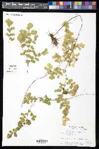Adiantum capillus-veneris image