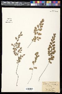Adiantum capillus-veneris image