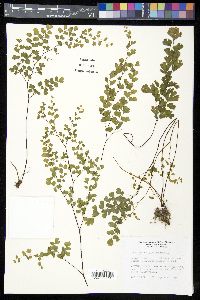 Adiantum capillus-veneris image