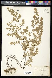 Adiantum capillus-veneris image