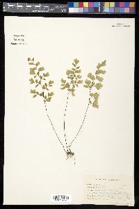 Adiantum capillus-veneris image