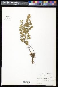 Adiantum capillus-veneris image