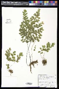 Adiantum capillus-veneris image