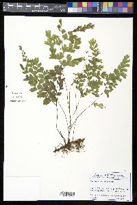 Adiantum capillus-veneris image
