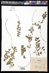 Adiantum capillus-veneris image