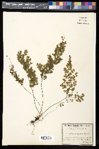 Adiantum cuneatum image