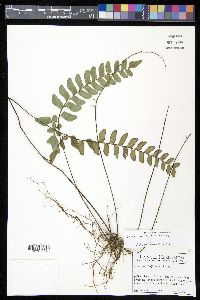 Adiantum humile image