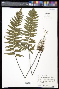 Adiantum obliquum image