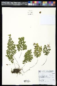 Adiantum lorentzii image