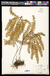 Adiantum patens image
