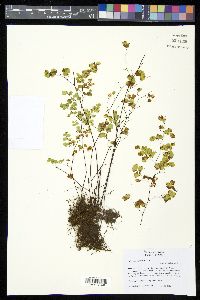 Adiantum poiretii image