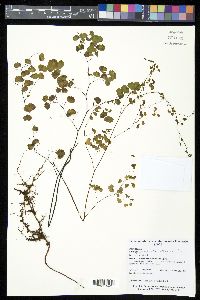 Adiantum poiretii image