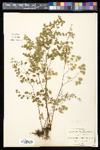 Adiantum poiretii image