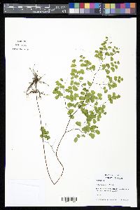 Adiantum poiretii image