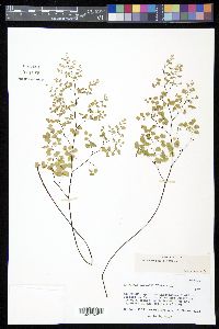 Adiantum poiretii image