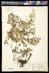 Adiantum poiretii image