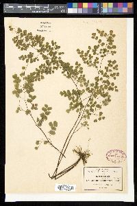 Adiantum poiretii image