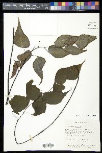 Adiantum seemannii image