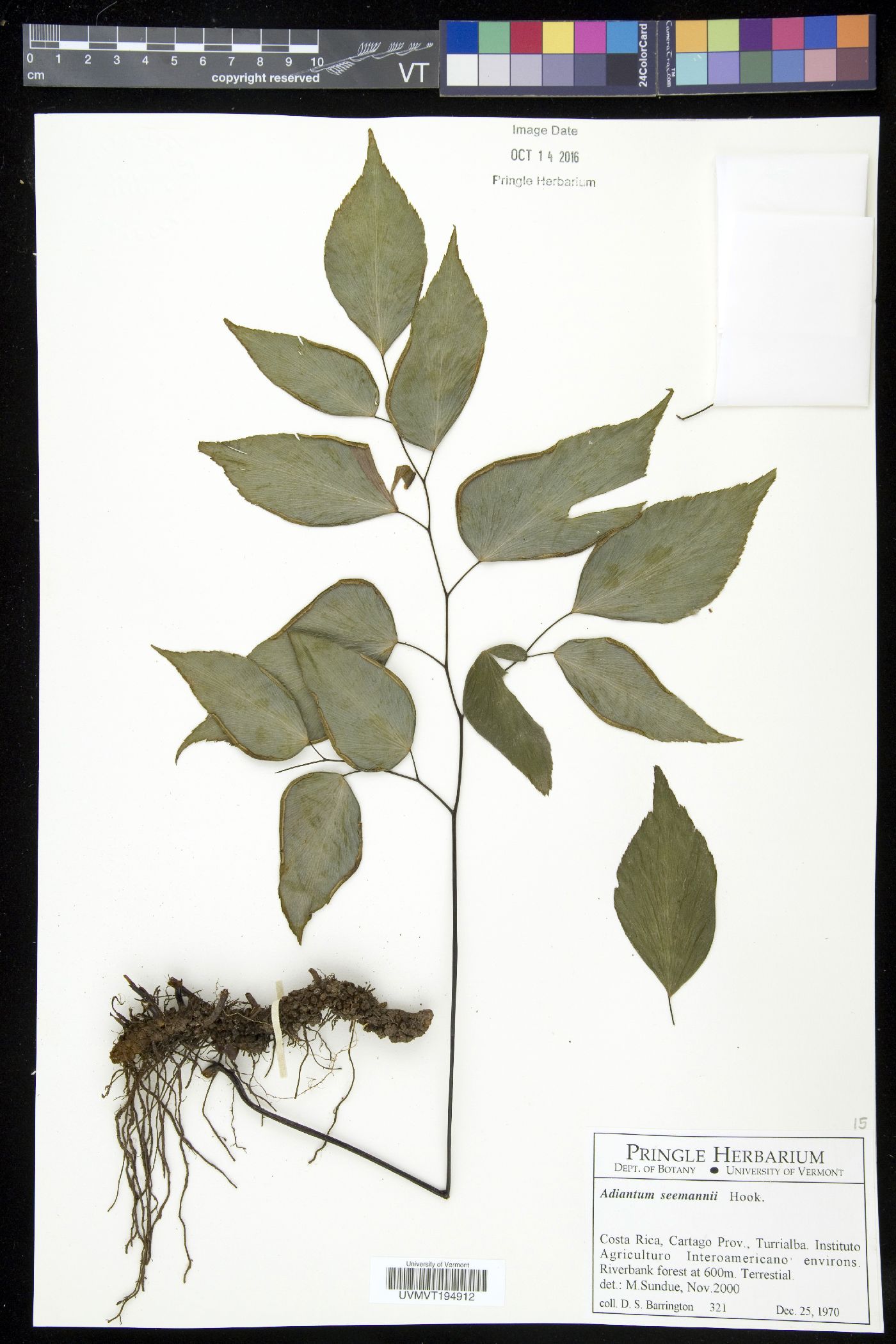 Adiantum seemannii image