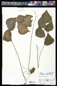 Adiantum seemannii image