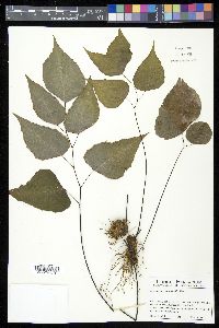 Adiantum seemannii image