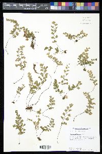 Adiantum capillus-veneris image