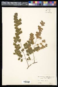 Adiantum amplum image