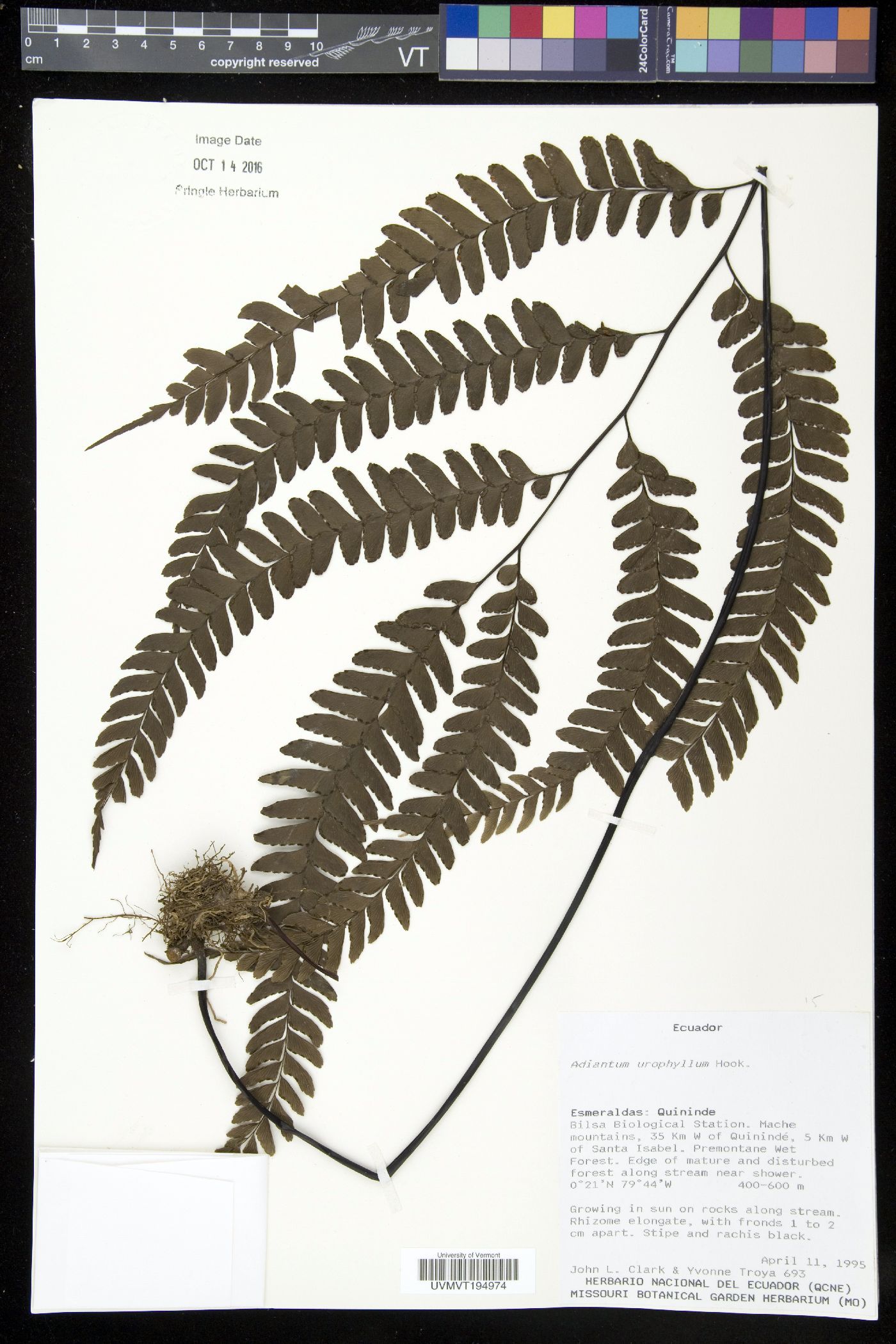 Adiantum urophyllum image