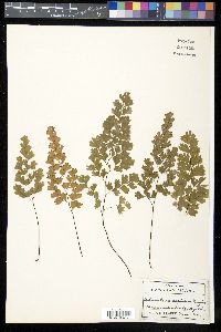 Adiantum capillus-veneris image