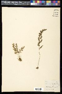 Adiantum capillus-veneris image