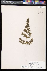 Adiantum capillus-veneris image