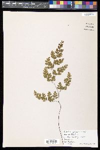 Adiantum capillus-veneris image