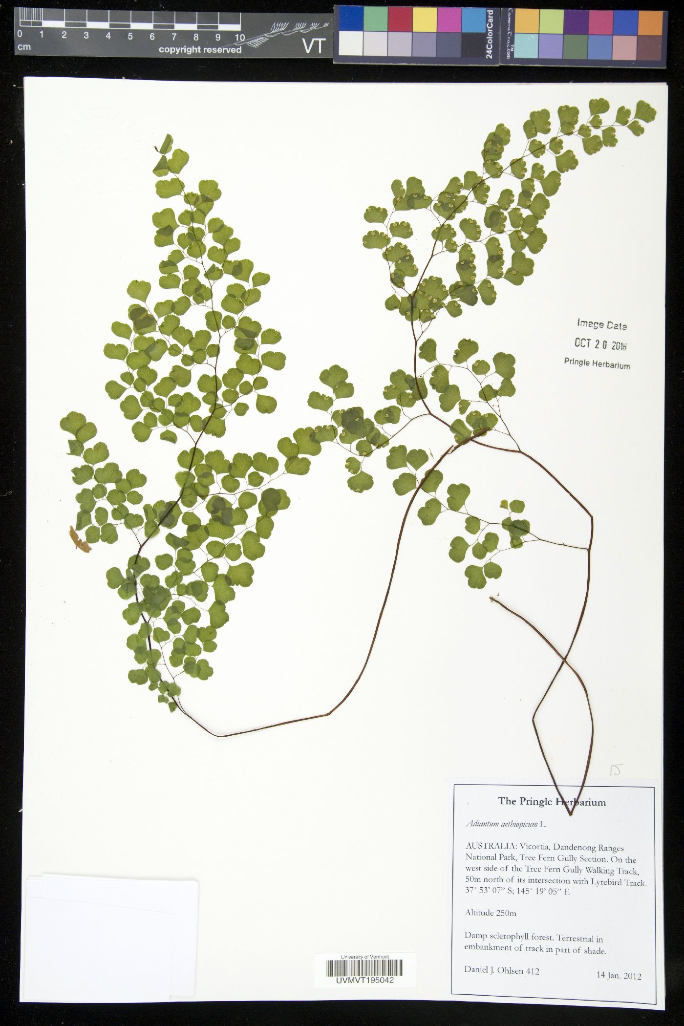 Adiantum aethiopicum image
