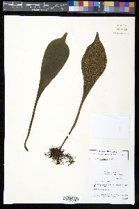 Antrophyum semicostatum image