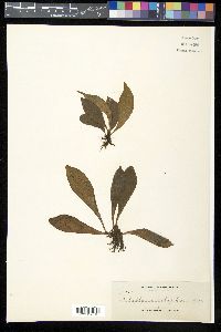 Antrophyum callifolium image