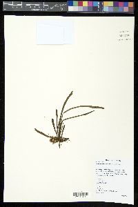 Haplopteris ensiformis image