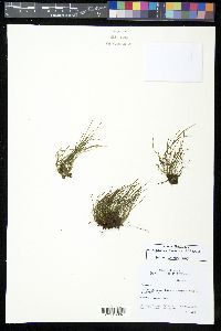Vaginularia paradoxa image