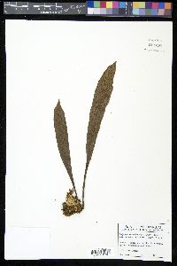 Polytaenium cajenense image