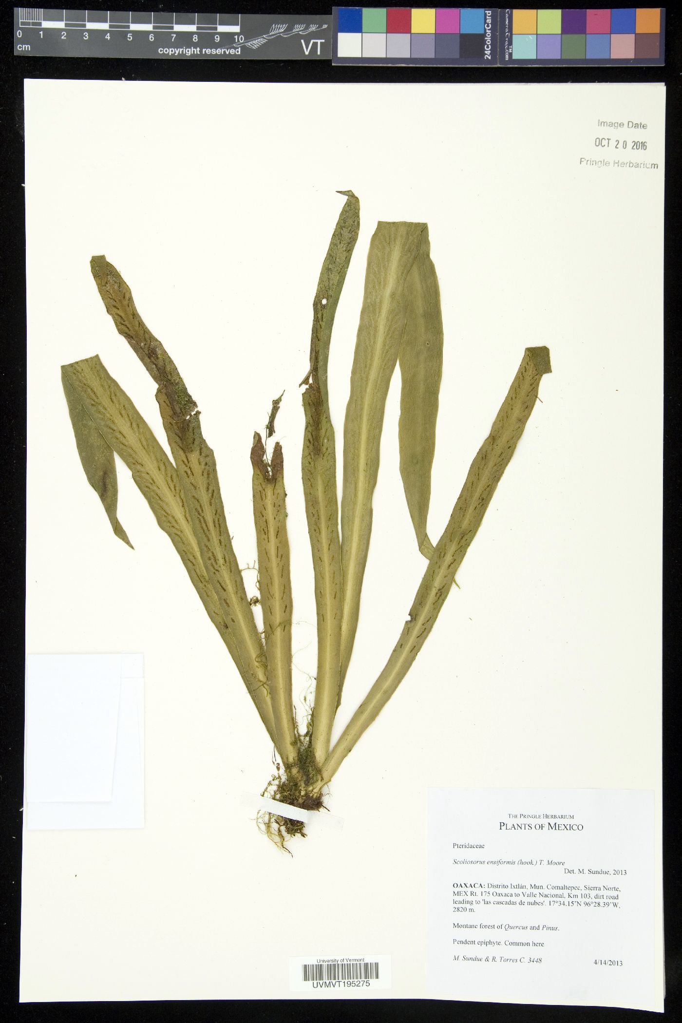 Scoliosorus ensiformis image