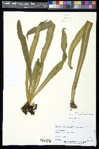 Scoliosorus ensiformis image