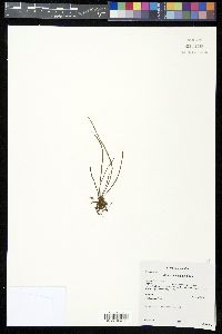 Vittaria lineata image