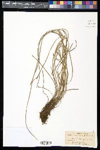 Vittaria lineata image