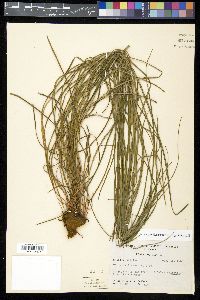 Vittaria lineata image