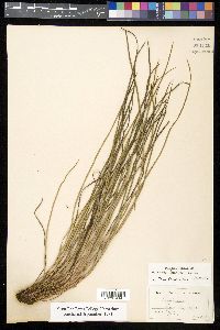 Vittaria lineata image