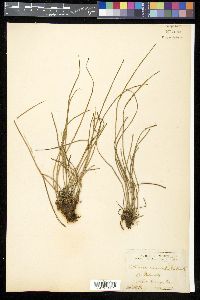 Vittaria lineata image